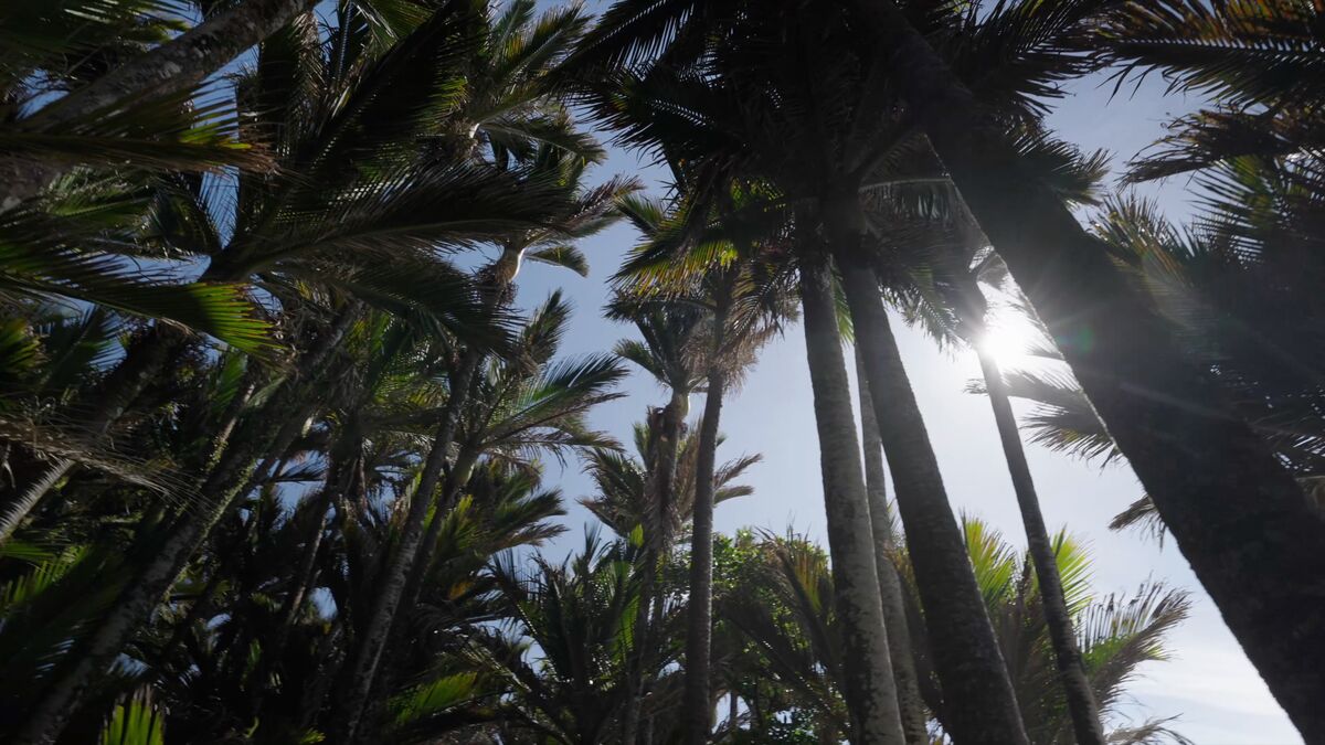 Immersive nature therapy